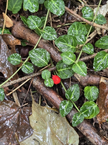 partridgeberry