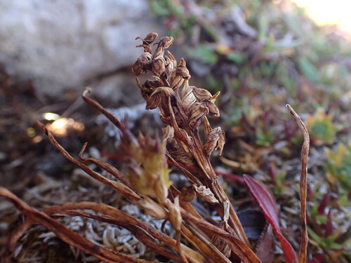 False Orchid