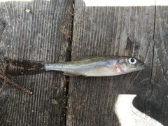 Percopsis omiscomaycus