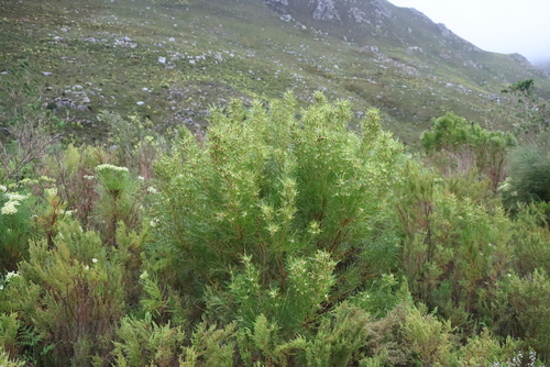 Leucadendron salicifolium, photograph 5