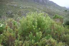 Leucadendron salicifolium, photograph (c) Tony Rebelo, some rights reserved (CC BY-SA)