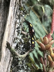 Oncopeltus orourkeae