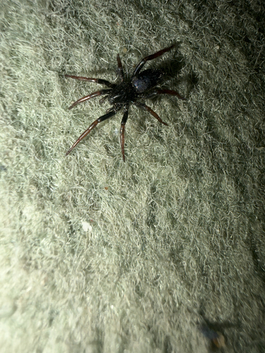 Yellow-legged Zipper Spider