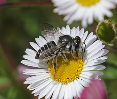 Megachiloides