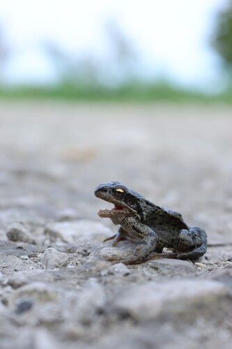 European Common Frog