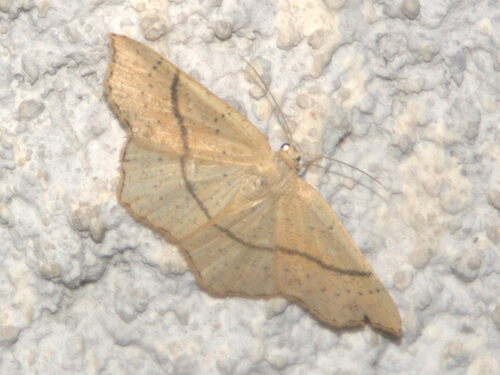 Punctaria observed 2026-09-20