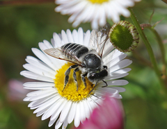 Megachiloides