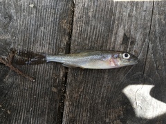 Percopsis omiscomaycus