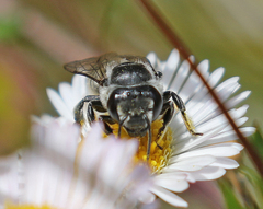 Megachiloides