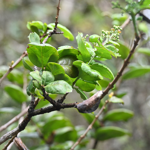 Santalum paniculatum observed 2026-09-19