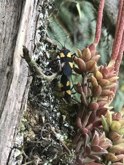 Oncopeltus orourkeae