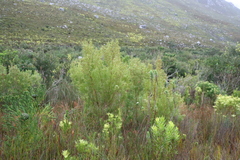 Leucadendron salicifolium, photograph (c) Tony Rebelo, some rights reserved (CC BY-SA)