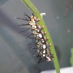 Dryas iulia alcionea