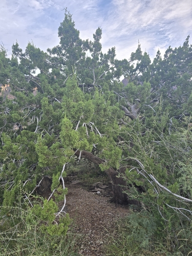 Rose-fruited Juniper