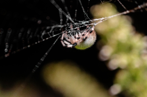 Shamrock Orbweaver