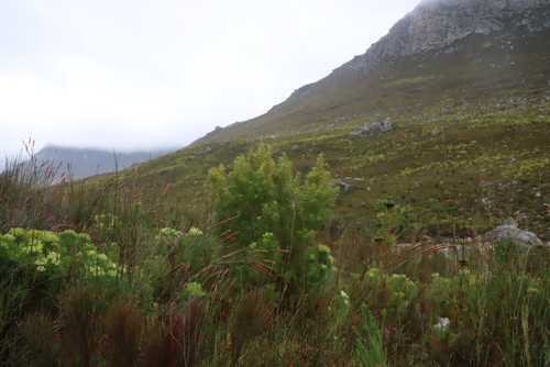Leucadendron salicifolium, photograph 3