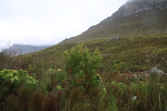 Leucadendron salicifolium, photograph (c) Tony Rebelo, some rights reserved (CC BY-SA)