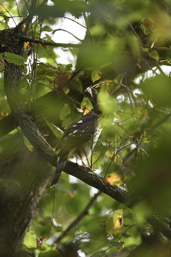 Cooper's Hawk