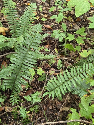 Christmas fern
