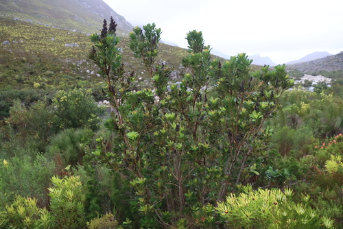 Laurophyllus capensis, photograph 1