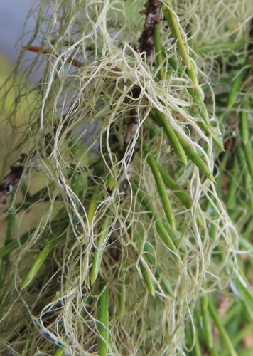Witch's Hair