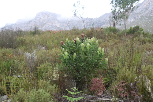 Protea lepidocarpodendron, photograph 5