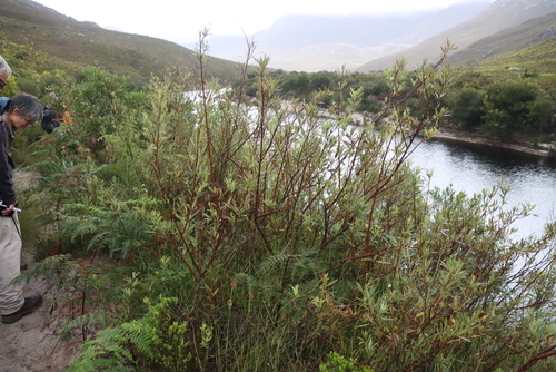 Searsia angustifolia, photograph 3