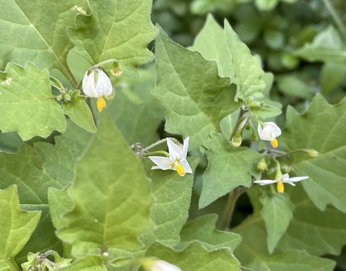 black nightshade