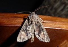 Ichneutica skelloni