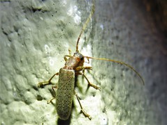 Sparedrus aspersus