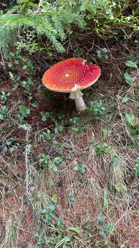 Fly Agaric