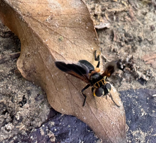 Trichopoda pictipennis