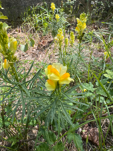 common toadflax