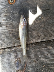 Percopsis omiscomaycus