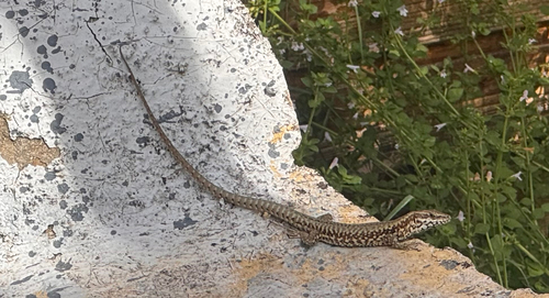Common Wall Lizard