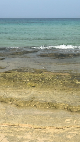 Sanderling