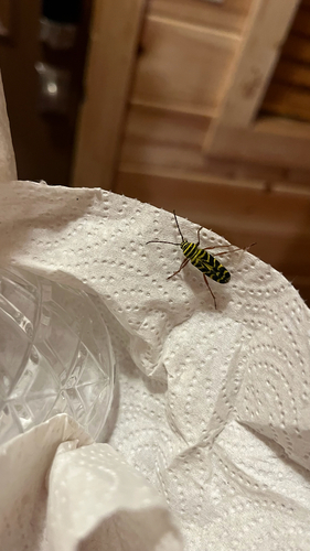 Locust Borer