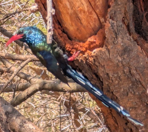 Larger Green Woodhoopoe