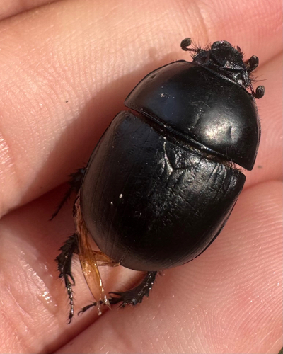 Sericotrupes niger