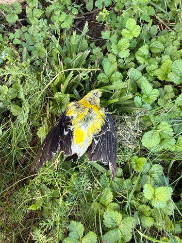 American Goldfinch