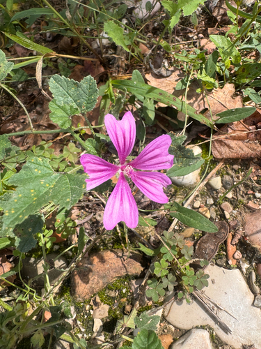 Common Mallow
