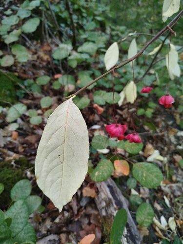 Large-leaved Spindle