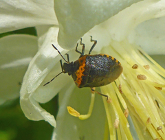 Cosmopepla uhleri