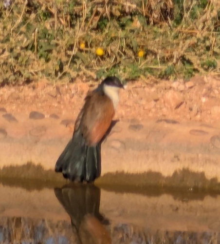 Burchell's Coucal