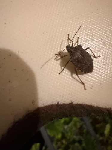 Brown Marmorated Stink Bug
