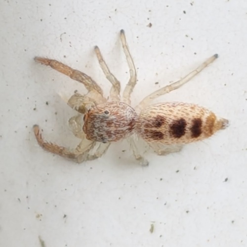 White-jawed Jumping Spider