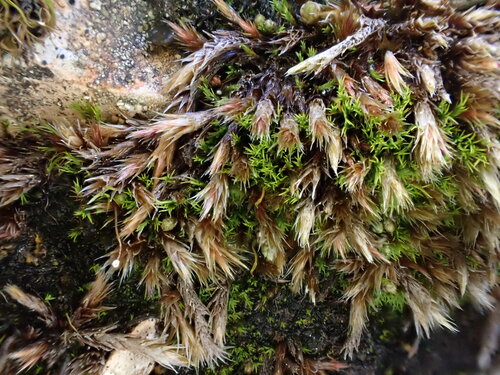 Orthothecium rufescens observed 2026-09-19