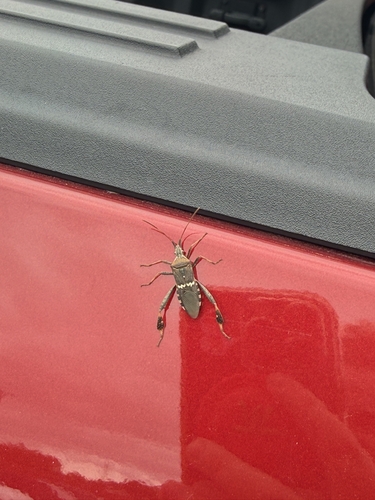 Western Leaf-footed Bug