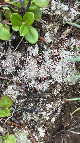 Pink Earth Lichen