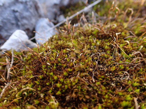 Stachelblättriges Drehzahnmoos